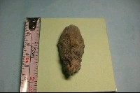 藏品(魚骨)的圖片